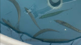 Danco Bait Stik Sabiki Rod
